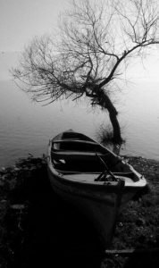 A little boat on pulled on land and an old tree without any leaves.